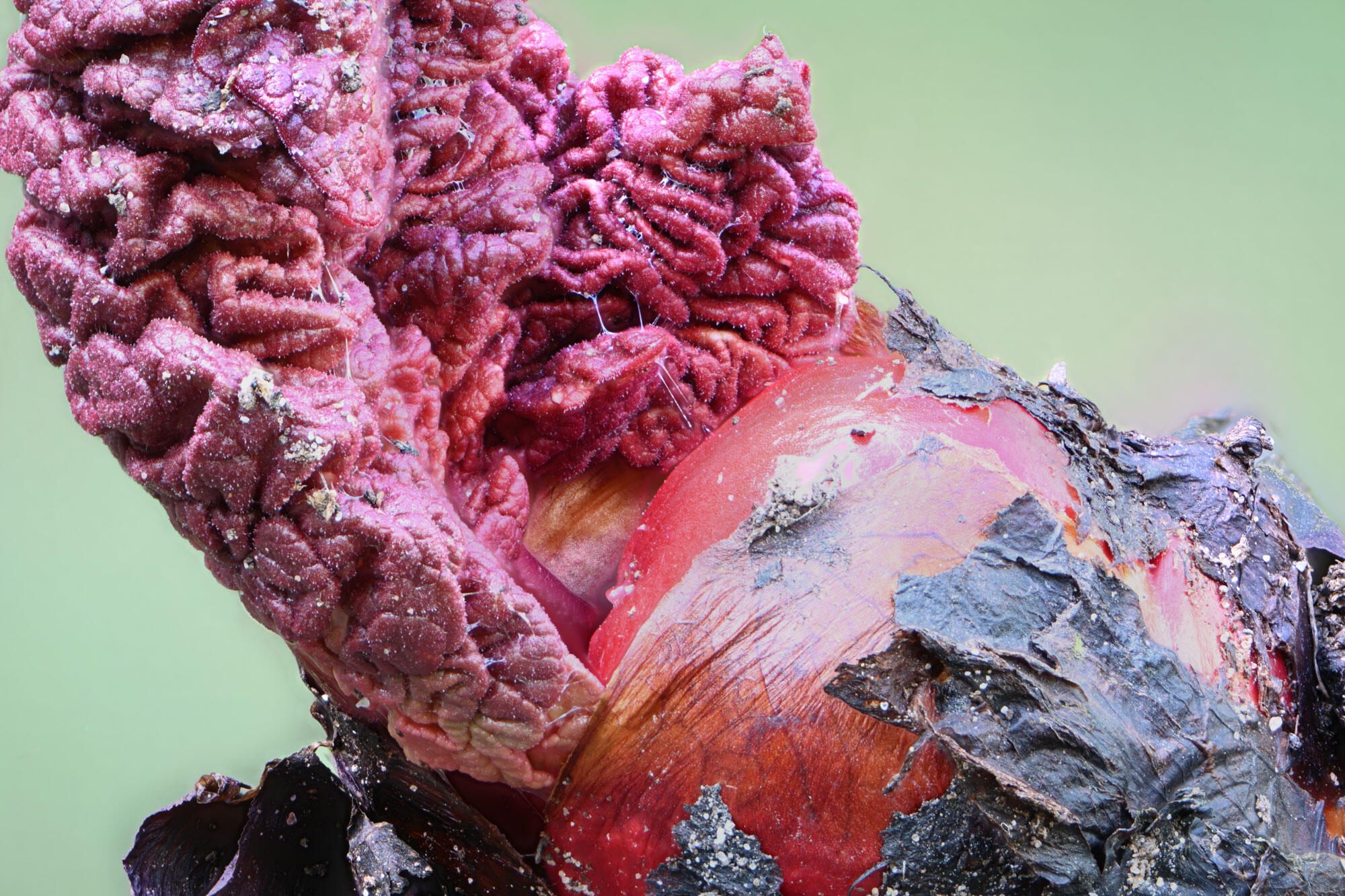 Rhubarb International