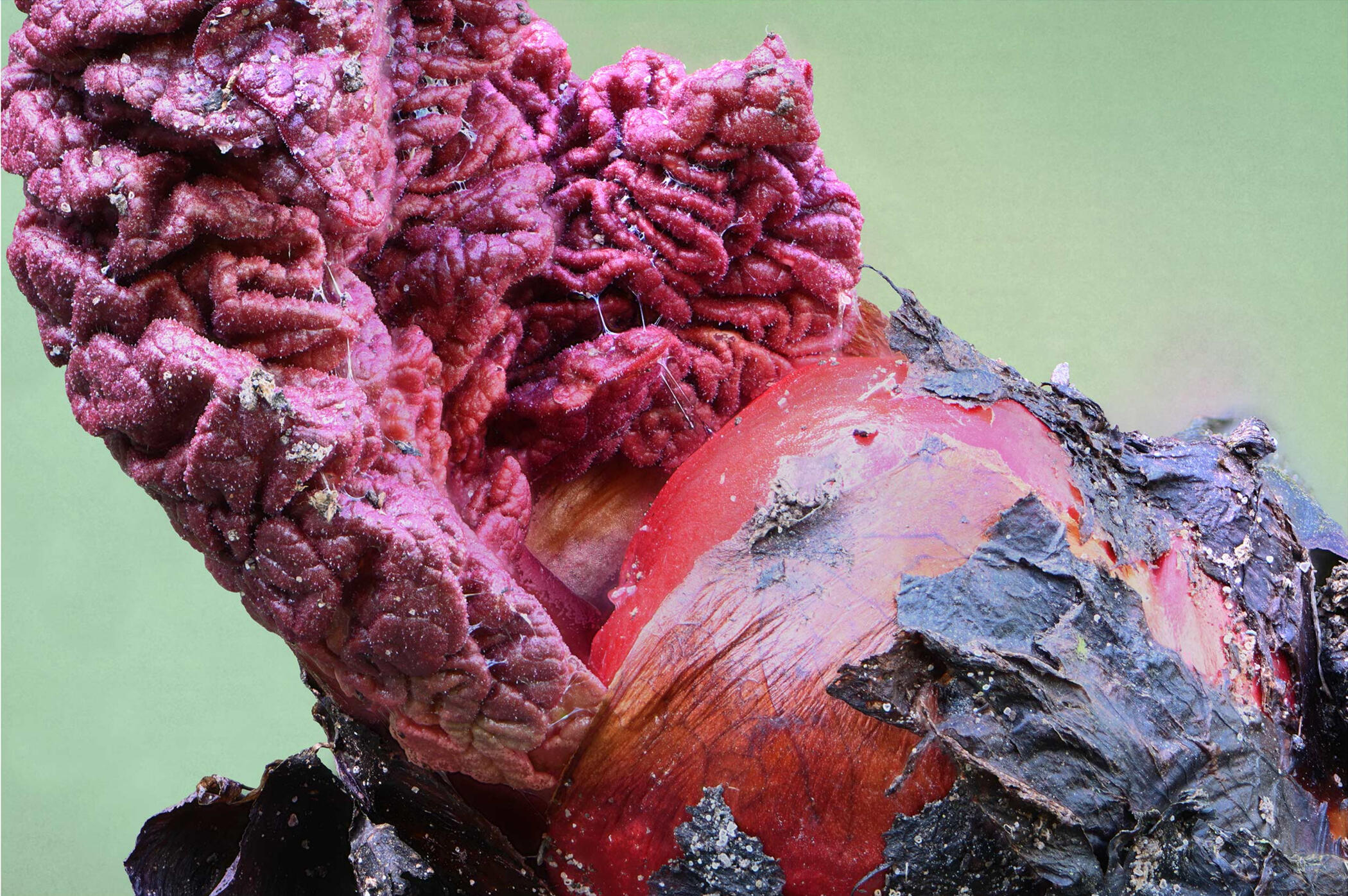 Rhubarb International